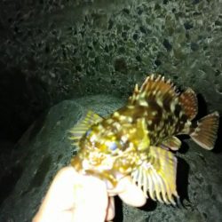 冬の根魚調査５