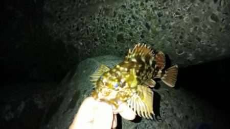 冬の根魚調査５