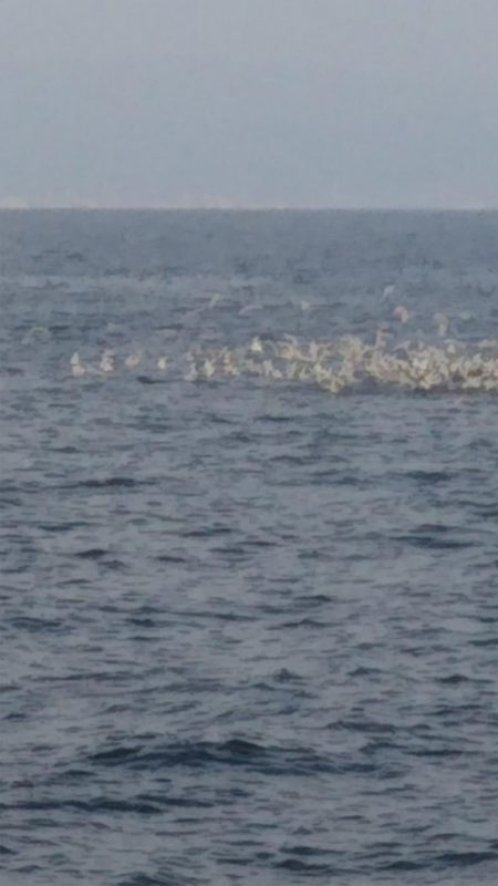 スーパーボイル発生‼