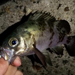 表層ハイアピール