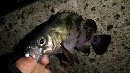 表層ハイアピール