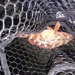 久々のガッシー