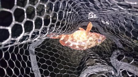 久々のガッシー