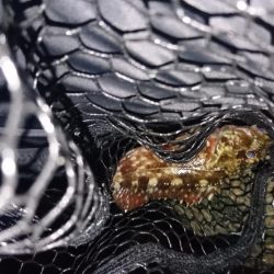 隣でタチウオ爆釣私はガシラ