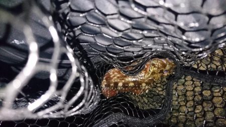 隣でタチウオ爆釣私はガシラ