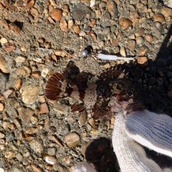 今回はクジメのナイスサイズ！