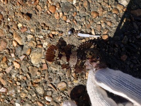 今回はクジメのナイスサイズ！