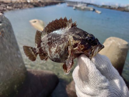 釣り納めは穴釣りで腹パンのソイ