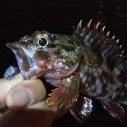 タチウオ1 アジ1 ガシラ2