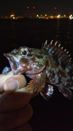 タチウオ1 アジ1 ガシラ2