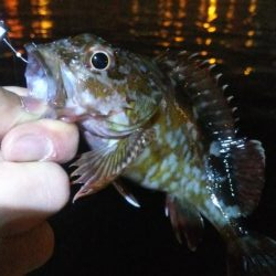 タチウオ1  アジ1  ガシラ4