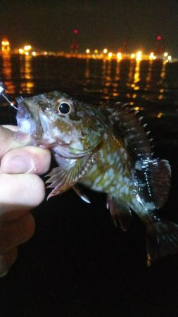 タチウオ1  アジ1  ガシラ4