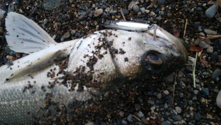 サーフシーバス3連発！