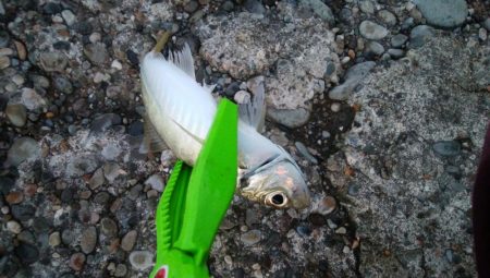 釣り納めアジング　浅ダナで連発