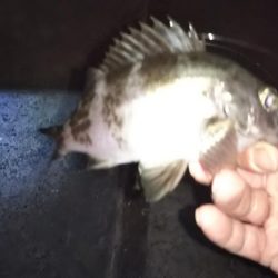 良型アジとメバリング!