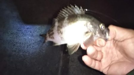 良型アジとメバリング!