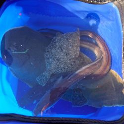 シタビラメは良型!