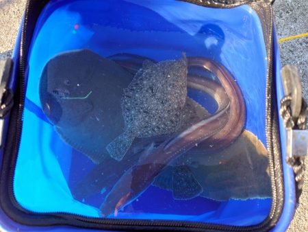 シタビラメは良型!