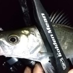 ライトゲームで6目釣り