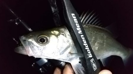 ライトゲームで6目釣り