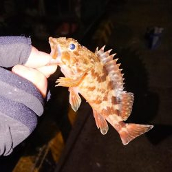 ガシラばっかり