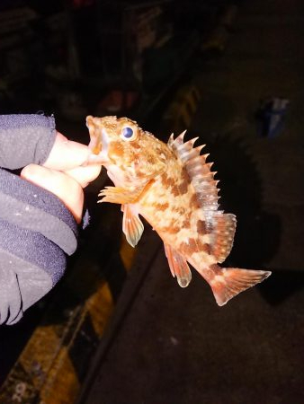 ガシラばっかり