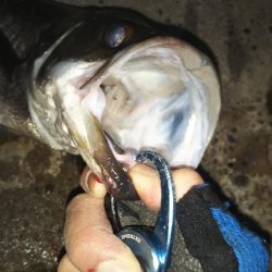 ぶらシーバス！！