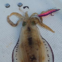 今年ラストエギング