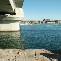 東二見・江井島のキス調査