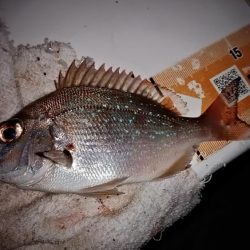 東二見・江井ヶ島釣行