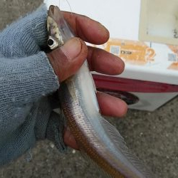 江井ヶ島のキス調査