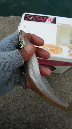 江井ヶ島のキス調査