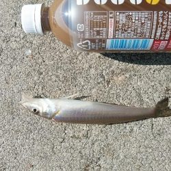 東二見白灯台波止のキス調査