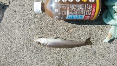 東二見白灯台波止のキス調査