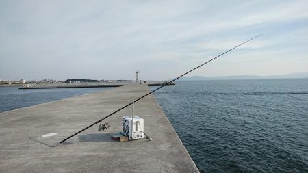 東二見白灯台波止でデカギスが釣れました