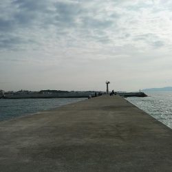 今朝も昼まで東二見のキス調査