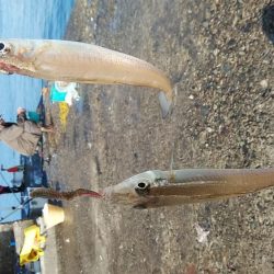 久々の播磨新島撃沈し東二見へ