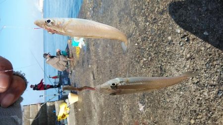 久々の播磨新島撃沈し東二見へ