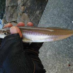 東二見で良型キスが釣れました