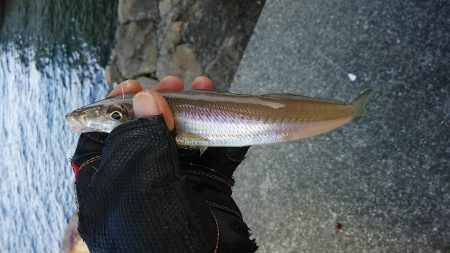 東二見で良型キスが釣れました