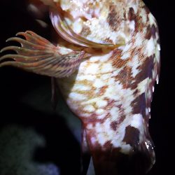 3時間の夜釣り。