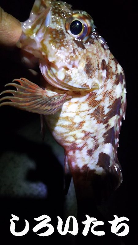 3時間の夜釣り。