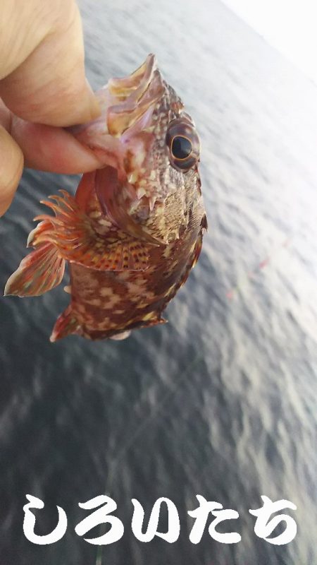 再び、アジつり。