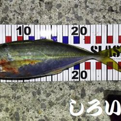 今年最後のタチウオ釣行。