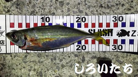 今年最後のタチウオ釣行。