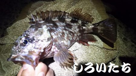 ２０２０最後の釣り。