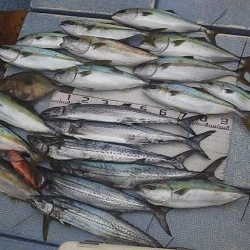 ジギング五目釣り