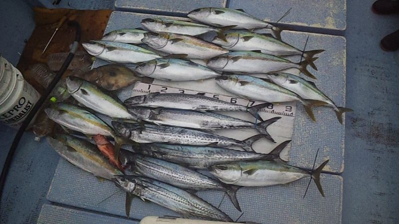 ジギング五目釣り