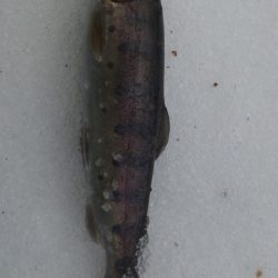 管理渓流釣り場