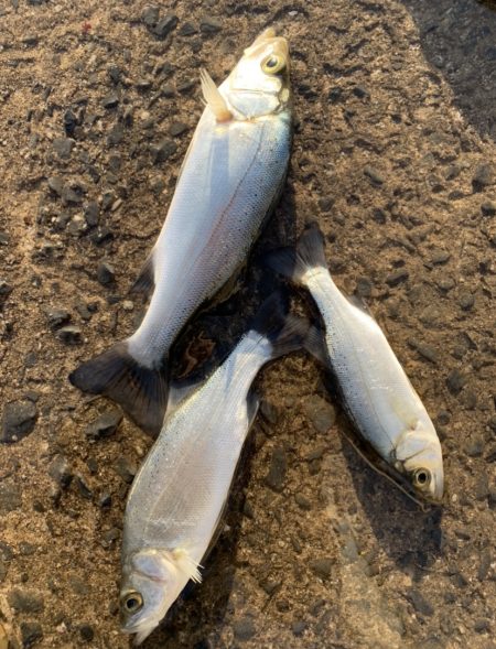 シーバスのバイト連発